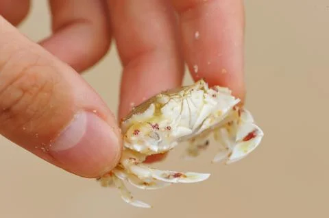 Crab in hand Stock Photos