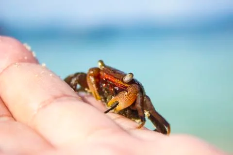 Crab on hand Stock Photos
