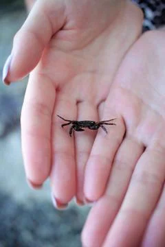 Crab on hand Stock Photos
