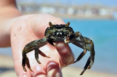 Crab in the hands of a boy. Fotos Stock
