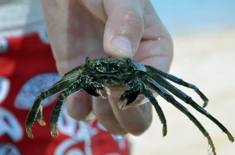 Crab in the hands of a boy. 写真素材