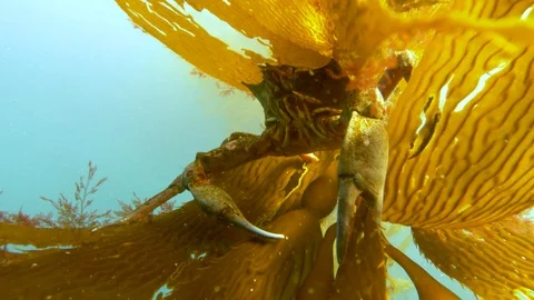 Crab hanging in a kelp leaf Stock Footage 99402377