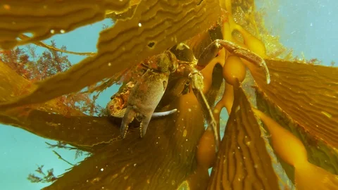 Crab hanging in a kelp leaf Stock Footage 99402711