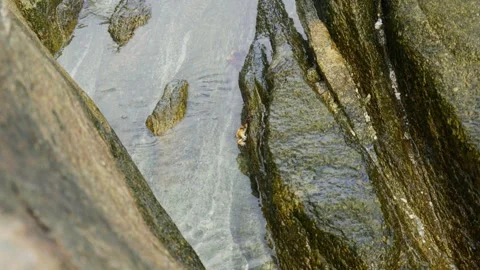 Crab hanging onto rock in pool Stock Footage 305522972
