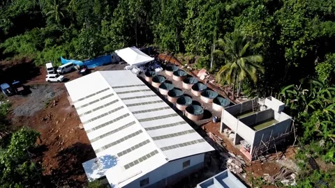 Crab Hatchery 動画素材 233278839