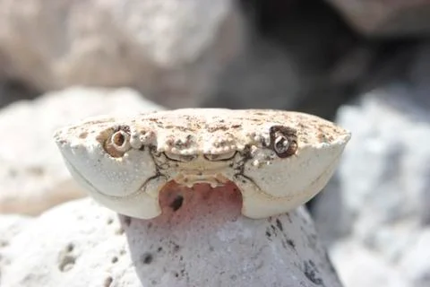 Crab head  shell front view Stock Photos
