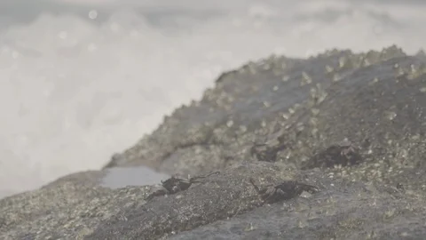 Crab is heated on the stone Stock Footage 94194866