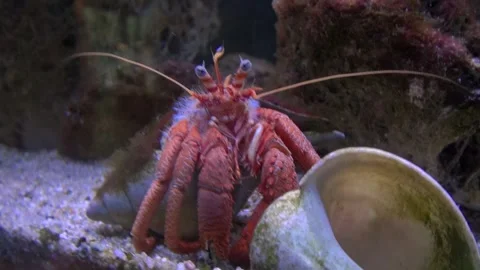 Crab hermit face eyes antennae claws aquatic animal aquarium water Stock Footage 327206982