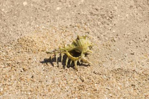 Crab hermit in the shell Stock Photos