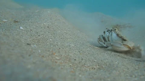Crab hides in sand Stock-Footage 104714424