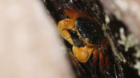 Crab hiding in a crevice at the beach Stock Footage 58907498