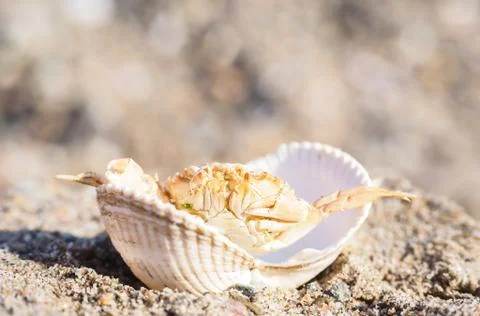Crab hiding in a empty white clam in sand Foto stock