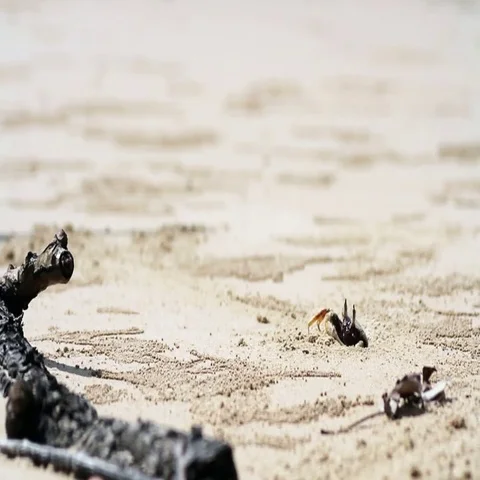 Crab hiding in a hole Stock Footage 69473596