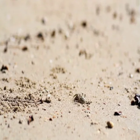 Crab hiding in a hole Stock Footage 69474646