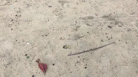 Crab hiding in the sand at the beach. Stock Footage 133885775