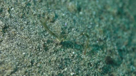 Crab hiding in the sand. Stock Footage 47581678