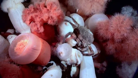 Crab hios and metridium underwater in search of food on seabed of White Sea. Stock Footage