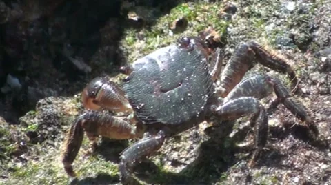 Crab hunting insect Video stock 7899364