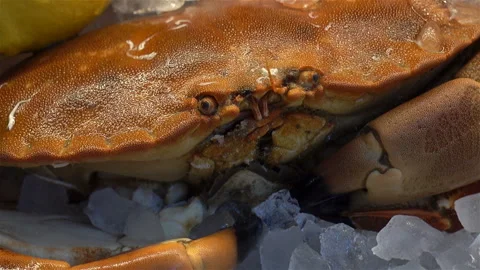 Crab on ice with vegetables Stock Footage 126157847