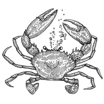 Crab Иллюстрация
