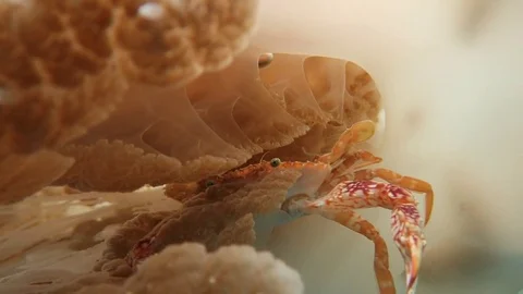 Crab inside massive jellyfish Stock Footage 80848517