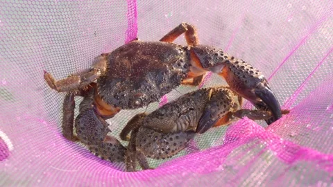 A crab is inside a pink net Stock Footage 276344028