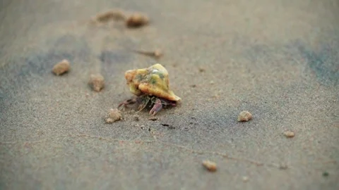 Crab inside shell on beach 1 Stock Footage 286757655