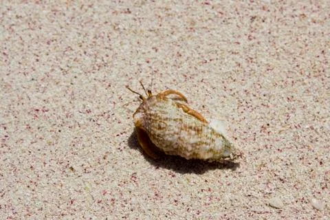 Crab inside a shell, in a white sand beach in Cuba. Hermit crabs are decapod  Stock Photos
