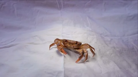 Crab isolated. crab on white background. close up of a crab. closeup claw crab Stock Footage 141489942