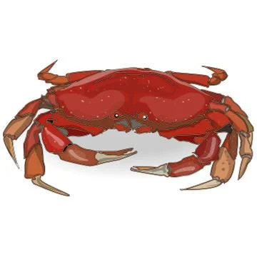 Crab isolated Stock Illustration