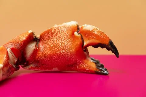 Crab isolated macro texture. Crab vibrant cracked shell. Crab culinary food d Stock Photos