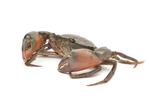 Crab isolated Foto stock