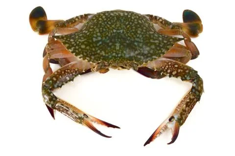 Crab isolated Stock Photos