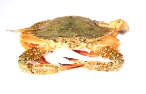 Crab isolated on white background Stock Photos