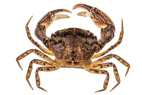 Crab, isolated on white background Stock Photos
