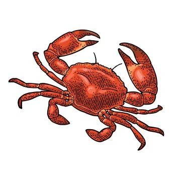 Crab isolated on white. Vector black vintage engraving Stockillustratie