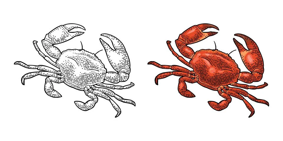 Crab isolated on white. Vector black vintage engraving Stock-Illustration