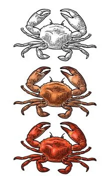 Crab isolated on white. Vector color vintage engraving Stockillustratie