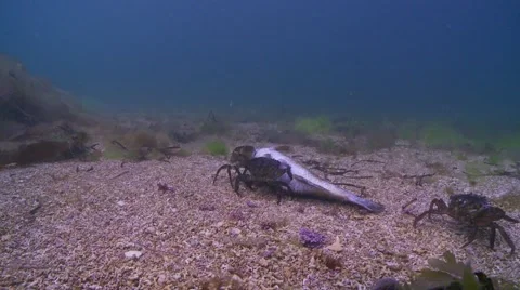 Crab joins feest of dead fish Stock Footage 56750778