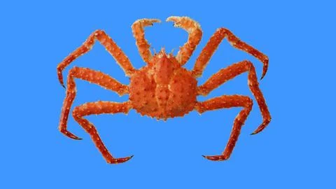 Crab Kamchatka Stock Photos