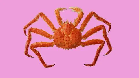Crab Kamchatka Foto stock