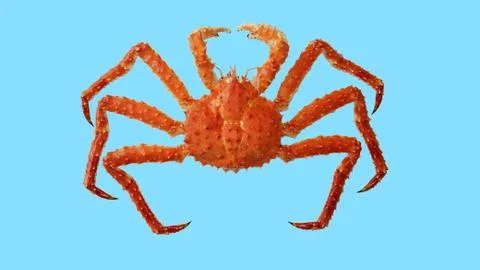 Crab Kamchatka Stock Photos