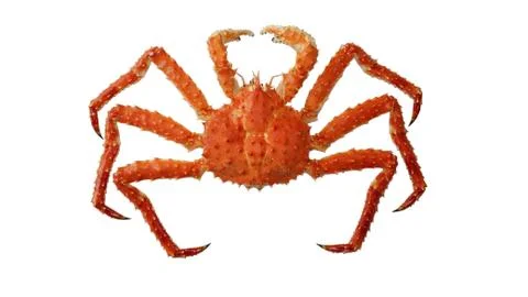 Crab Kamchatka Foto stock