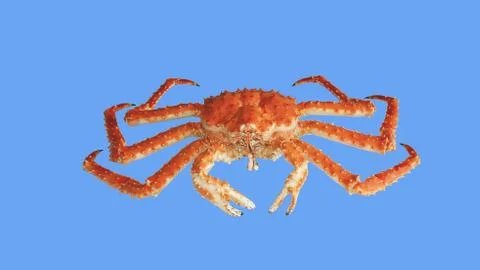 Crab Kamchatka Stock Photos