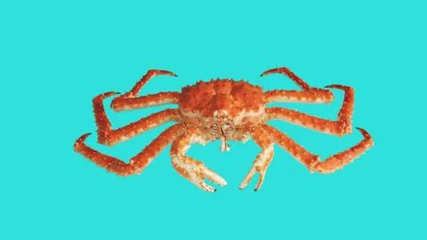Crab Kamchatka Stock Photos