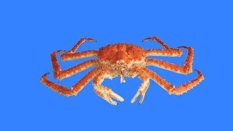 Crab Kamchatka Stock Photos