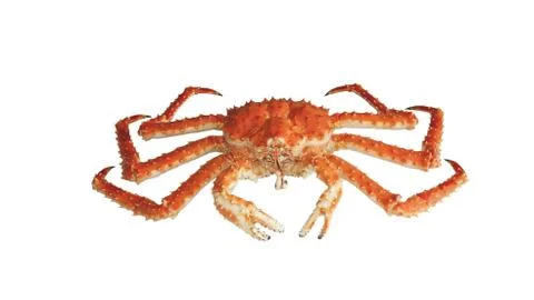 Crab Kamchatka Stock Photos