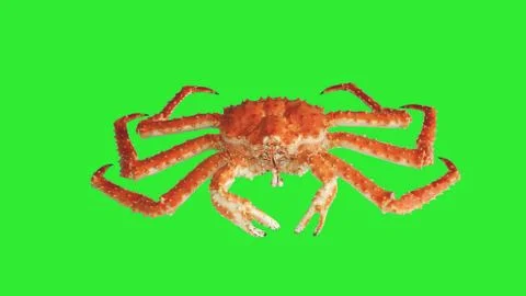 Crab Kamchatka Stock Photos
