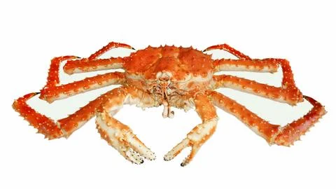 Crab Kamchatka Stock Photos