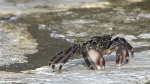 Crab on krk 05 Stock Footage 41496726